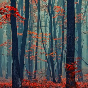 Autumn forest in the mist#2 - Limited Edition of 20