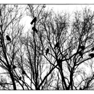 Birds#1