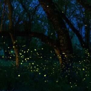 Dance of the Fireflies No. 60 - Limited Edition of 5