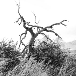 Dead Tree