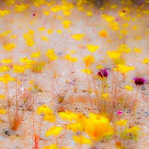 Desert Confetti