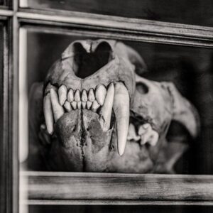 Lion Skull