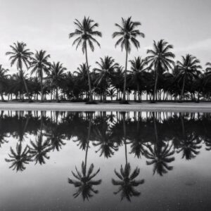 Mirrored Horizon