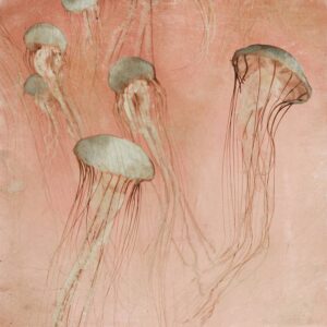 Monterey Rose - Limited Edition of 50