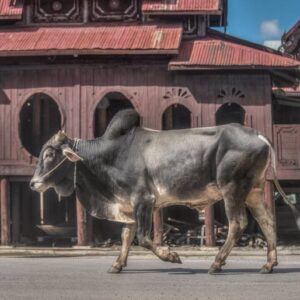 Myanmar rural life