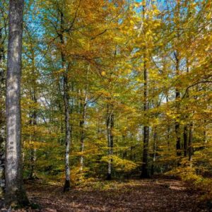 Pano Grave