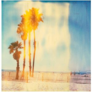 Santa Monica Palm Trees (Stranger than Paradise)