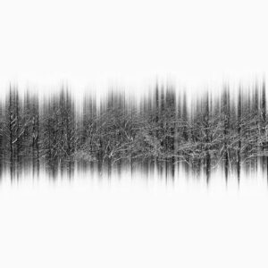 snow and trees - Limited Edition of 8