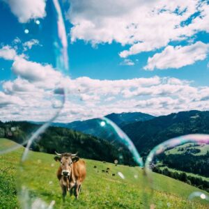 Soapbubble Studies // Styria 2025