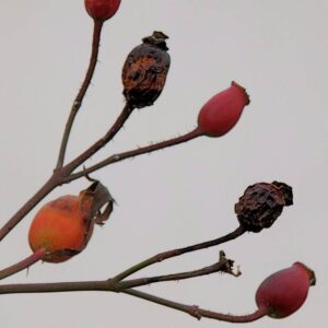 still life: roses