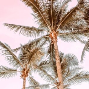 Sunwashed Palms