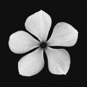 Symmetry No. 1 – Minimalist B&W Botanical