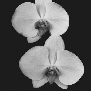 The Orchid Duo – B&W