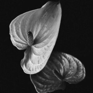 The Silent Dialogue – Minimalist B&W Botanical